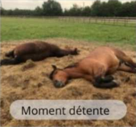 Détente au paddock