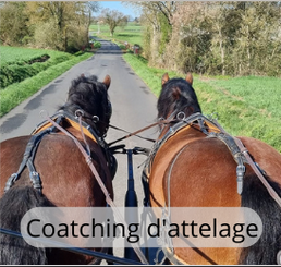 Coaching d'attelage