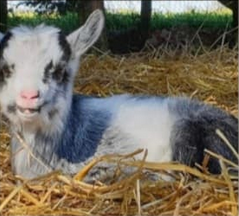 Chevreau couché
